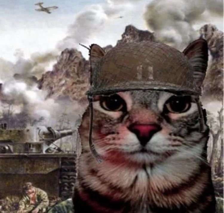 Create meme: cats , cat , cat war meme