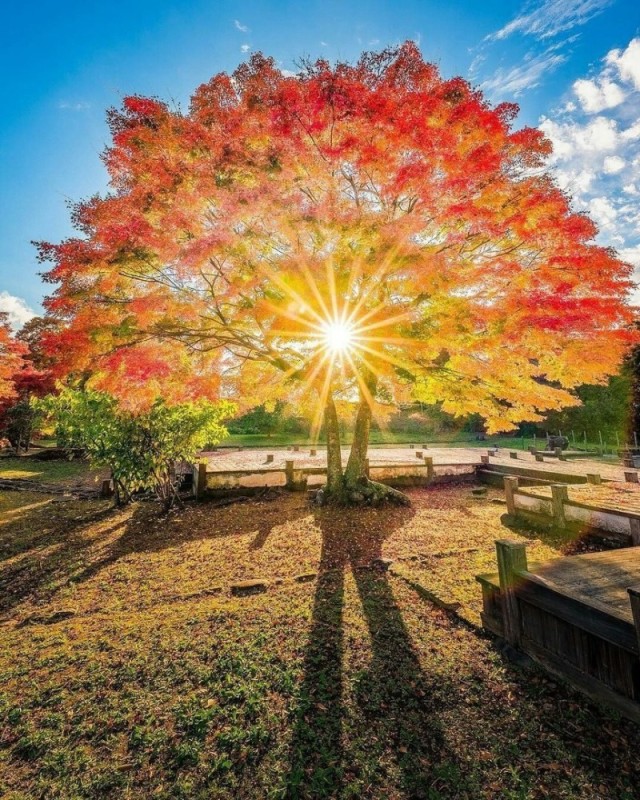 Create meme: the autumn sun, autumn sun, autumn tree sun