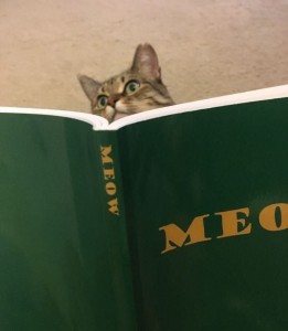 Создать мем: книга кот, Кошка, котики