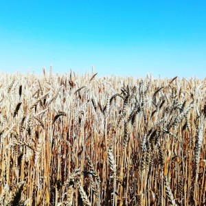Create meme: field of ripe wheat, wheat field, winter wheat Bezostaya 100