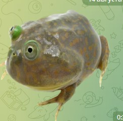 Create meme: shield - back frog, shield back, evil mitosinka