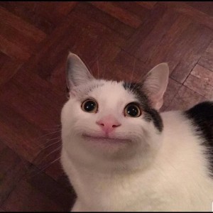 Создать мем: котик мем, смешной кот мем, улыбающийся кот упоротый