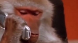 Создать мем: обезьяна с телефоном, бабуины, разговаривает по телефону