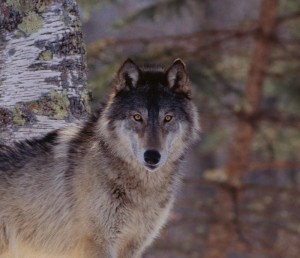 Create meme: wolves photos, old wolf, grey wolf