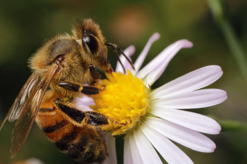 Create meme: bee , bee bumblebee, the honey bee