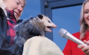 Create meme: possum interview, possum yells Aah, MEM possum