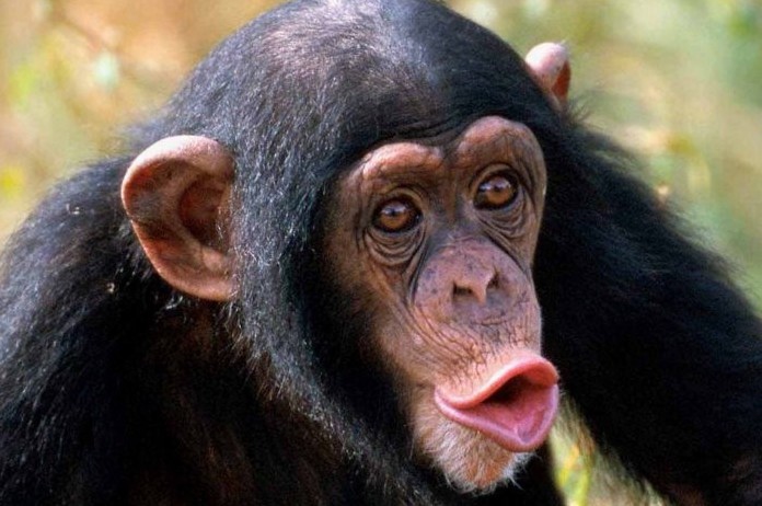 Создать мем: обезьяна с губами, шимпанзе удивляется, самец шимпанзе