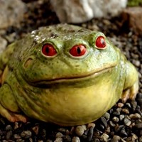 Create meme: toad , earthen toad, toad frog