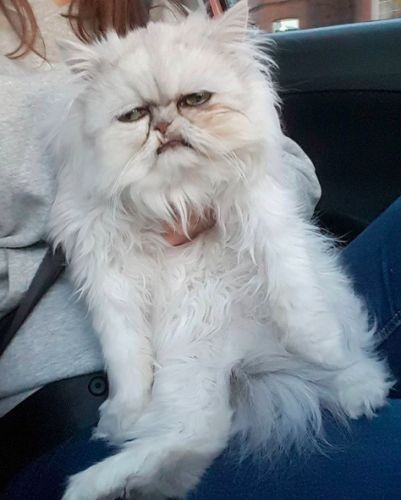 Create meme: the persian cat is angry, the cat is evil, Persian cat 