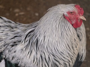 Create meme: rooster, sad cock pictures, cock chinchin