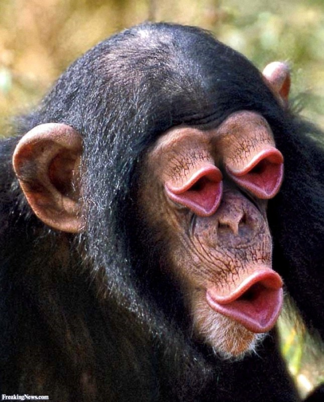 Create meme: male chimpanzee, monkey , chimpanzees 