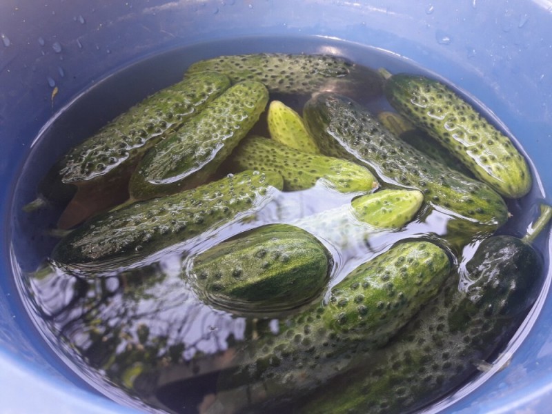 Create meme: pickles, cucumber , canning cucumbers