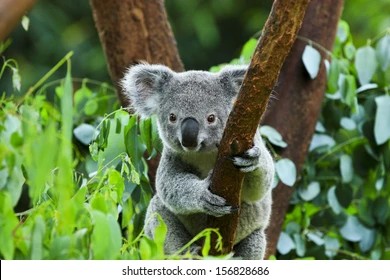 Создать мем: koala, животное коала, сумчатые животные коала