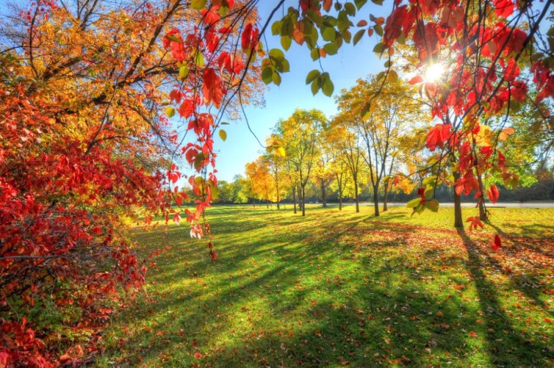 Create meme: autumn nature, maple in autumn, autumn park