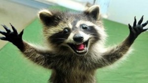 Create meme: raccoons, raccoons pictures funny, enot
