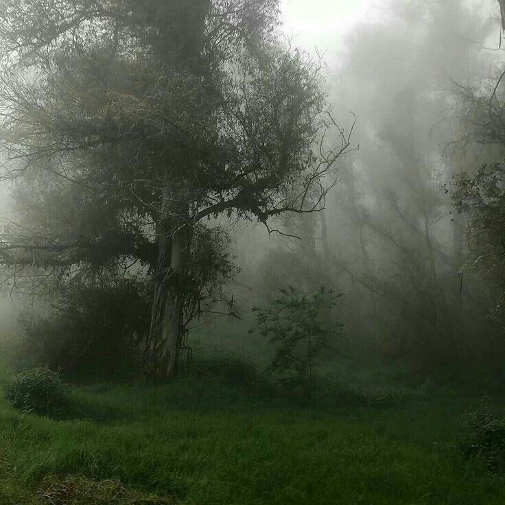 Create meme: landscape in fog, fog in the forest, morning fog 