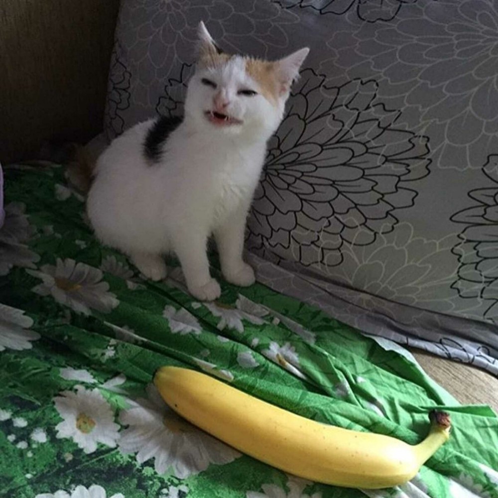 Создать мем "кошка и банан мем, коты, котик" .