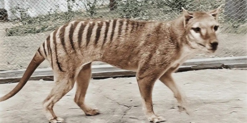 Create meme: tasmanian tiger, thylacine tasmanian marsupial tiger, tasmanian marsupial wolf