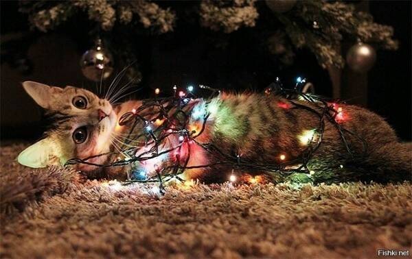 Создать мем: новый год животные огни, кошка и елка, котик в гирлянде