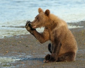 Create meme: bear auuuuu, brown bear, bear funny pictures