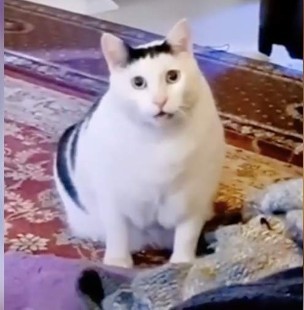 Создать мем: толстый кот из мема, кот мем, мем толстый кот