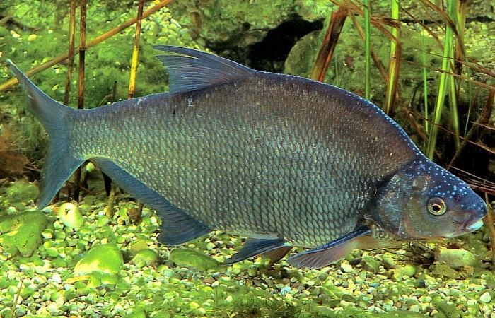 Create meme: black amur bream, fish bream, black bream