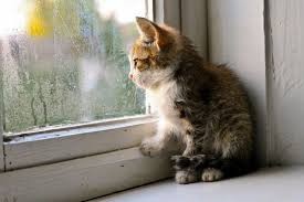 Создать мем: кошка грустная, котенок у окна, кошка