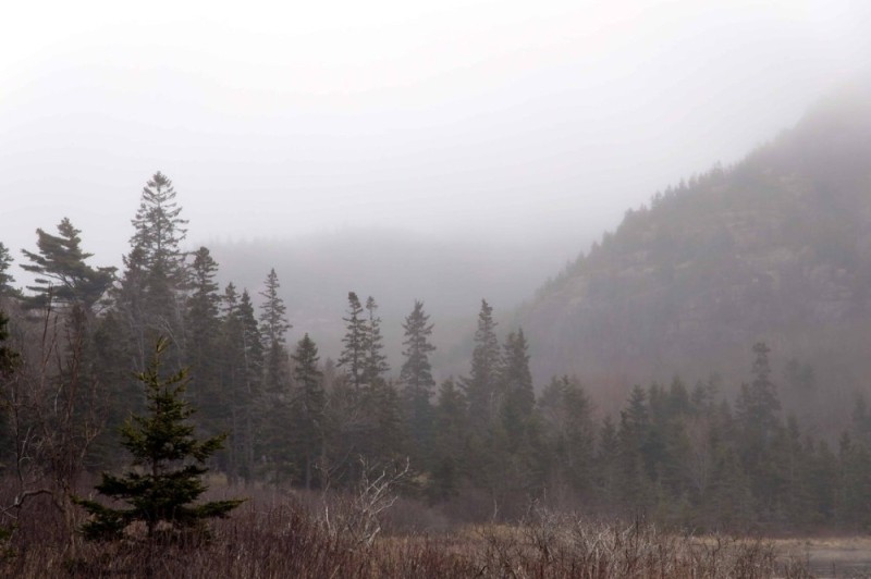 Create meme: landscape fog, forest in the fog, nature fog