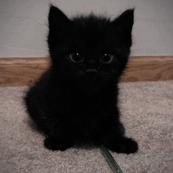 Создать мем: чёрный котик, черные коты, кот черный