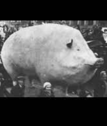 Create meme: boar , a giant pig, pig 