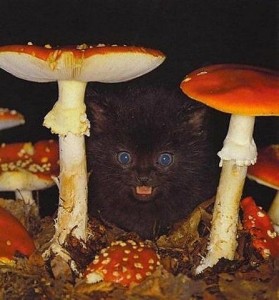 Создать мем: поганка мухомор, crazy cats, кот под грибами