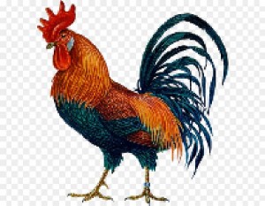 Create meme: the cock bird, figure of a rooster, rooster