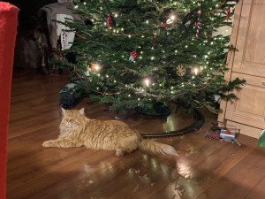 Создать мем: кот и елка смешные, новогодняя елка, кот уронил елку
