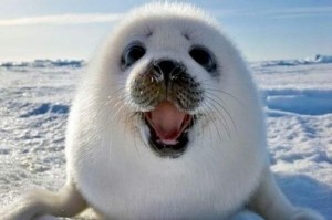 Создать мем: тюлень, смешной морской котик, обыкновенный тюлень