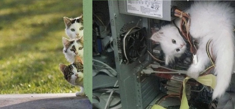 Create meme: the cat in the system unit, the sysadmin's cat, computer joke