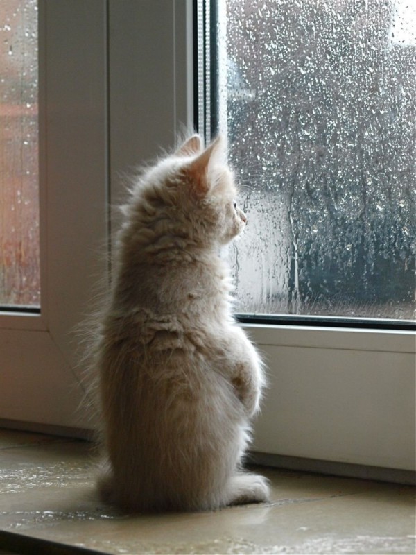 Create meme: waiting for the cat, rain outside the window, the cat on the window