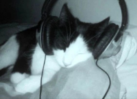 Create meme: headphones cat, cat with headphones, headphones cat