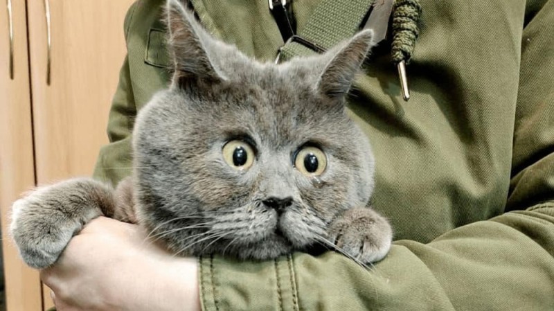 Создать мем: удивленный кот федя, британский кот, кот