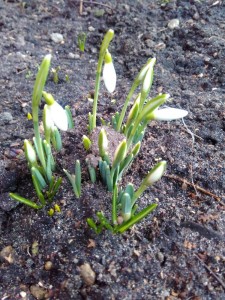 Create meme: spring snowdrops, the first flowers of spring, the first snowdrops in Moscow