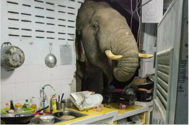 Create meme: the elephant in the china shop, thailand elephants, elephant 