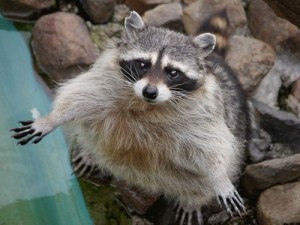 Create meme: zoo, animals in, meme raccoon