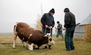 Создать мем: бык производитель, самый большой бык герефорд в мире, убой коров