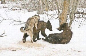 Создать мем: западно сибирские лайки на охоте на медведя, якутская охотничья лайка промысловая охота, медведь охота