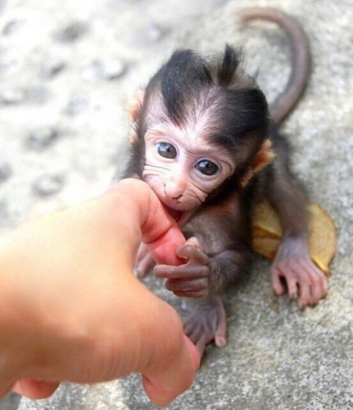 Create meme: baby monkey, little monkeys, little monkey