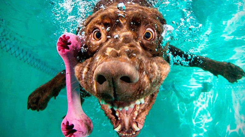 Create meme: dogs under water, dog swims, the dog in the water