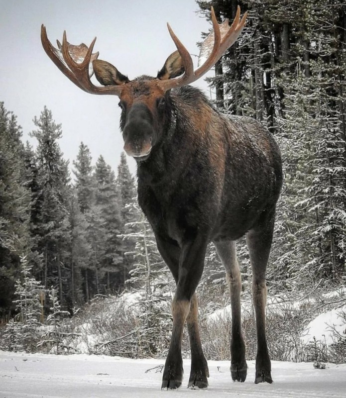 Create meme: moose painting, moose , deer elk 