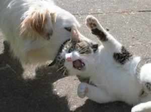Создать мем: cat and kitten, демотиватор кот и собака, most vicious dog attacks on cats and kittens