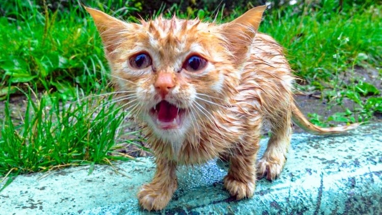Create meme: cat , ginger kitten , cat funny 