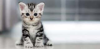 Создать мем: американская короткошёрстная кошка котята, американская короткошерстная котенок, котята
