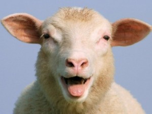 Создать мем: овца смешные картинки, овца в жизни человека, овца